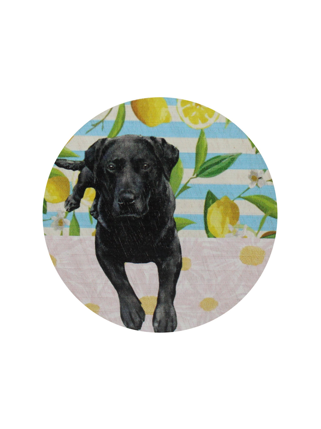 Cozy Sand + Paws Tropical Citrus 12 oz scented candle