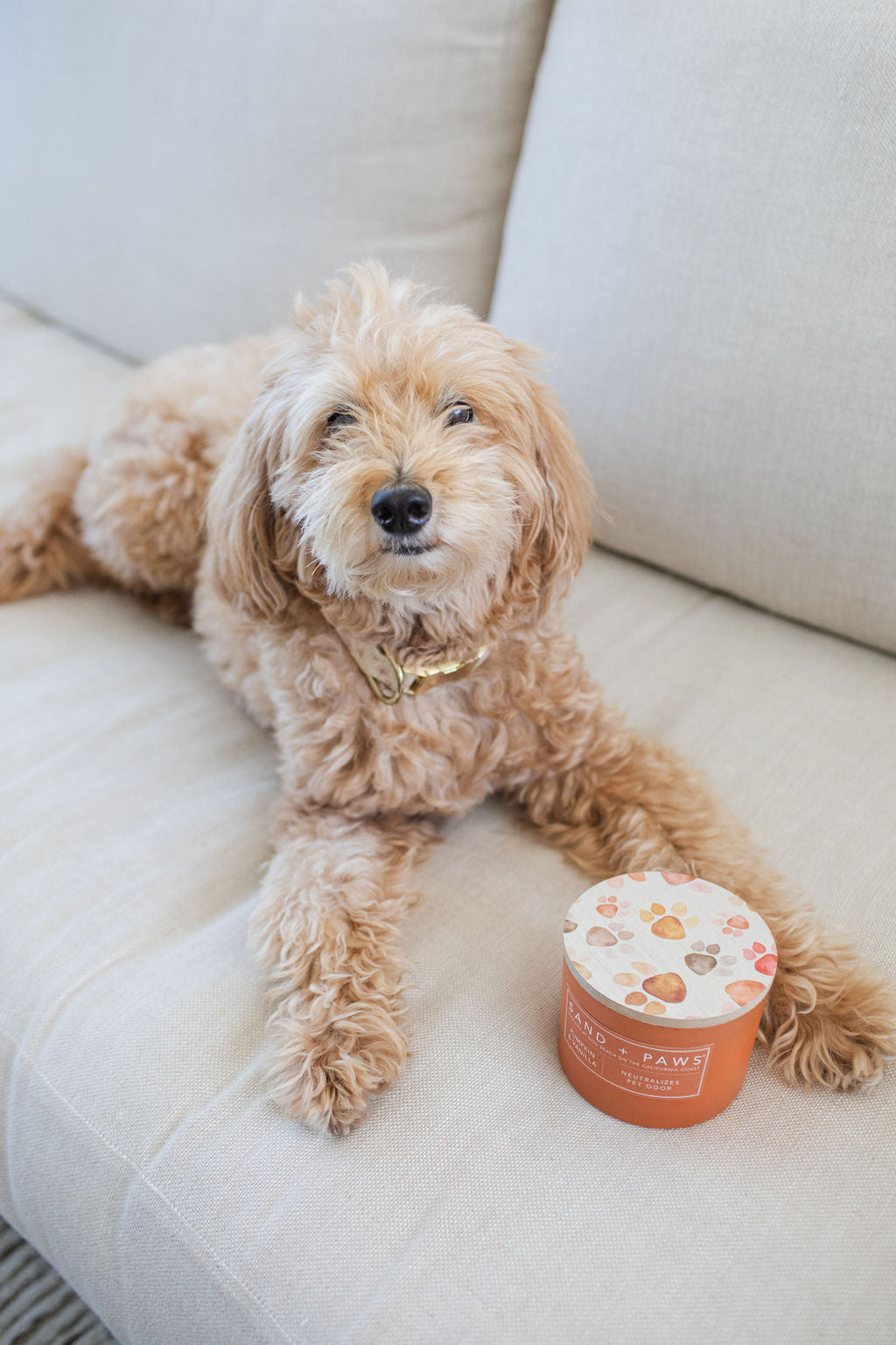 Cozy Sand + Paws Pumpkin & Vanilla 12 oz scented candle