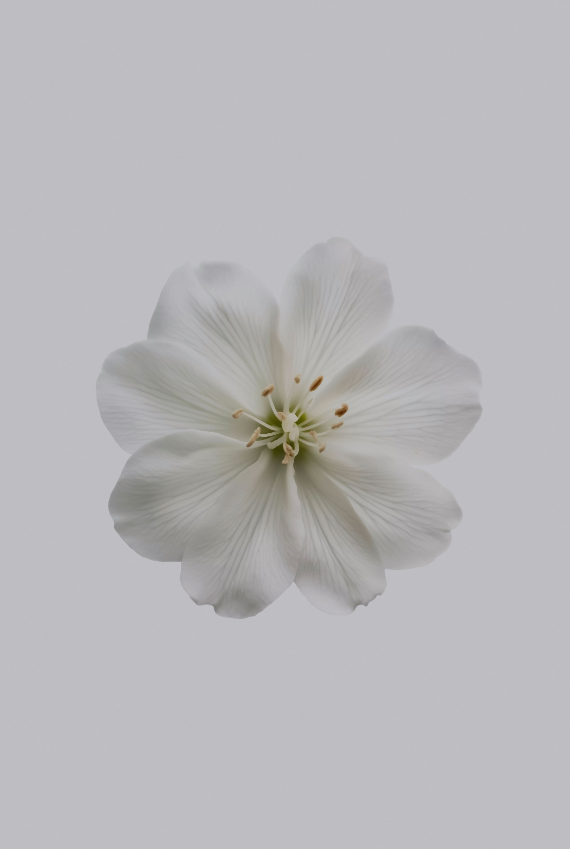 Cozy Fresh Jasmine 12 oz scented candle