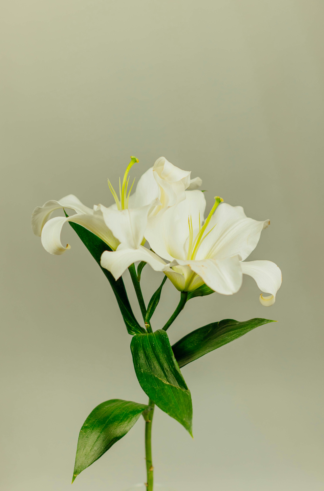 Cozy Gardenia 11 oz scented candle