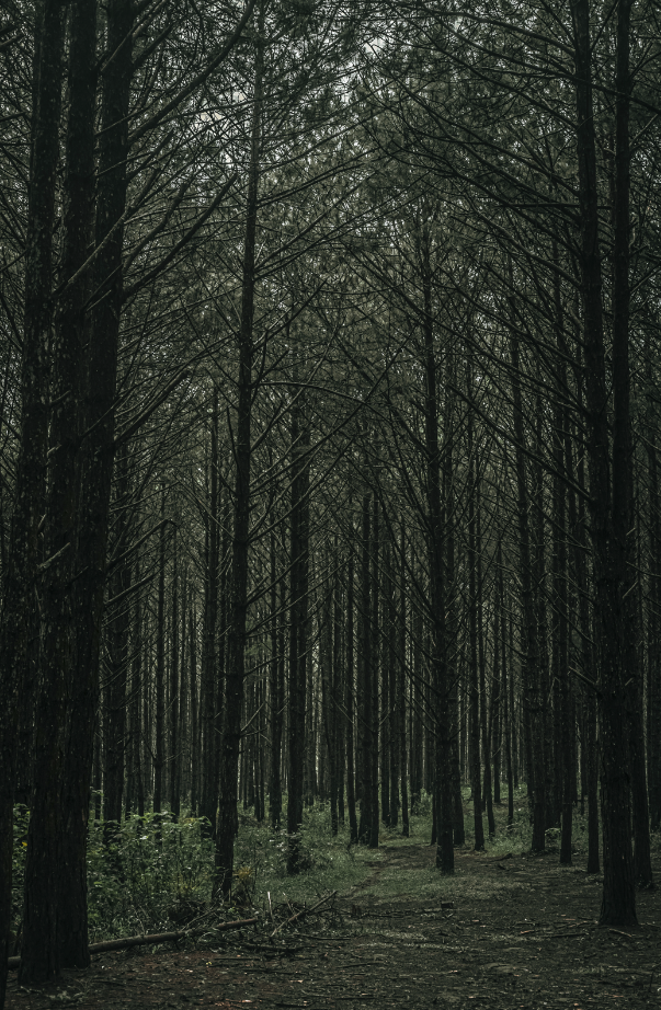 Cozy Teakwood 11 oz scented candle