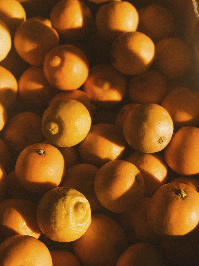 Cozy Sand + Paws Golden Citrus 12 oz scented candle