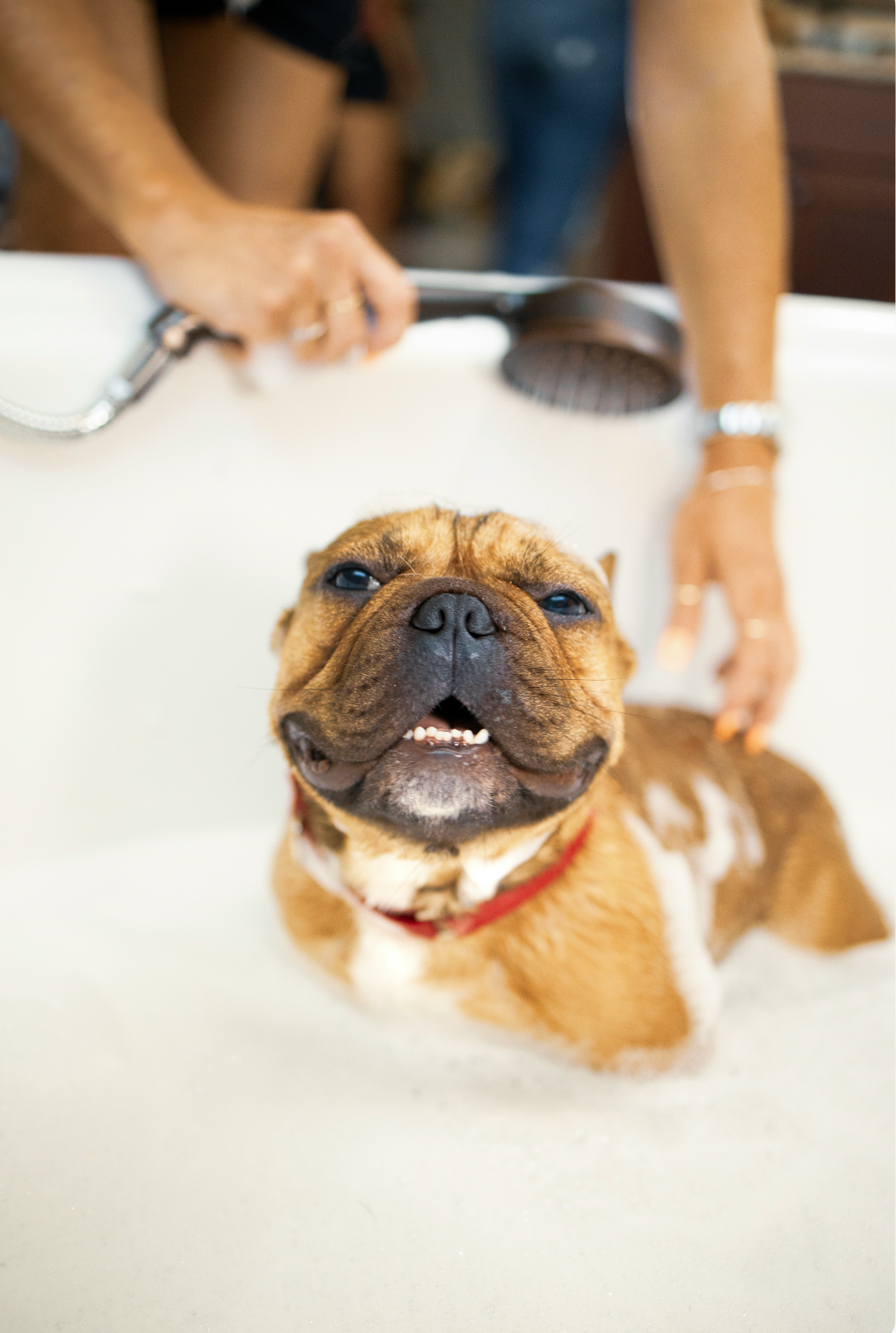 Signature Sand + Paws Pet Shampoo & Conditioner - California Beach House