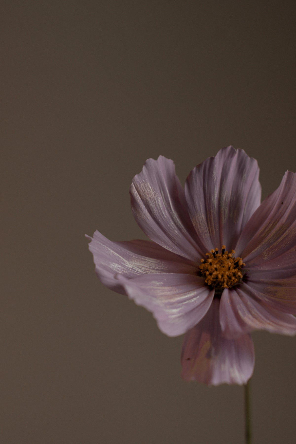 Hydrating Violet Sandalwood Body Lotion